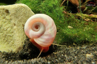 Rosa Posthornschnecke / Rosa Planorbella duryi