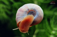 Rosa Posthornschnecke / Rosa Planorbella duryi