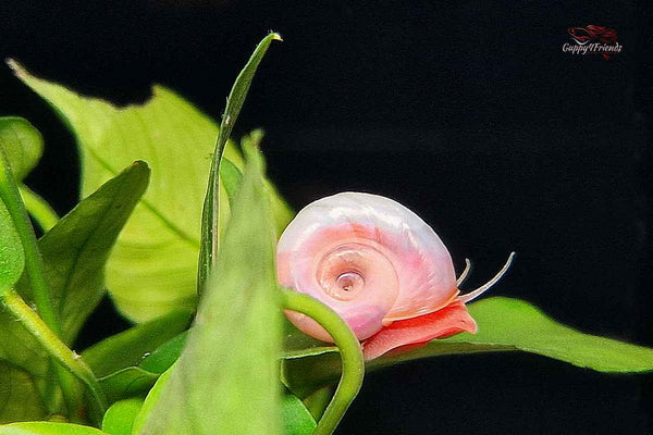Posthornschnecke-rosa-planorbella-duryi-wirbellose-snail-aquariumschnecken-online-kaufen