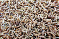 Rote Mückenlarven FD (gefriergetrocknet) / 135ml Guppy4friends' PREMIUM Qualität - Guppy4Friends