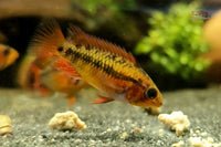 Rote Mückenlarven Paste 70g / 120g - Stream Biz