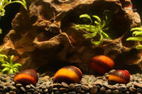 Rote-Rennschnecke-Neritina-Waigiensis-Algenschnecke-Algenfresser-Grünalgenvernichter-Aufwuchsfresser-Spirulina-Rennschnecke-Aquariumschnecke-red-snail
