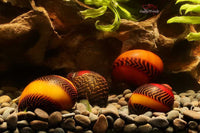 Rote-Rennschnecke-Neritina-Waigiensis-Algenschnecke-Algenfresser-Grünalgenvernichter-Aufwuchsfresser-Spirulina-Rennschnecke-Aquariumschnecke-red-snail
