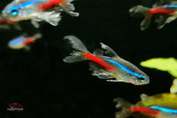 Neonsalmler-Schleierflossen-Paracheirodon-Innesi-Long-fin-Longfin-Gesellschaftsfische-Rarität