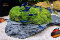 Mooskugel-auf-Schieferstein-Schiefer-Felsen-Aegagropila-linnaei-Garnelen-Zwerggarnelen-abweiden-Ziergarnelen-Neocaridina-Mikroorganismen-Dennerlplants-Slate-Rocks