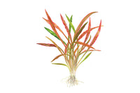 Cryptocoryne-spiralis-red-Hintergrundpflanze-pflegeleich-Wasserkelch-rote-Aquariumpflanze-Mittelgrundpflanze-rote-Färbung