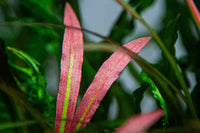 Cryptocoryne-spiralis-red-Hintergrundpflanze-pflegeleich-Wasserkelch-rote-Aquariumpflanze-Mittelgrundpflanze-rote-Färbung-grüne-Mittelrippe-schöne-Zeichnung