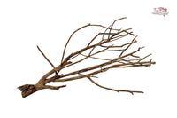 Talawa Wood / Talawaholz / Talawawurzel ca. 69 x 17 x 38cm - Einzelstück!