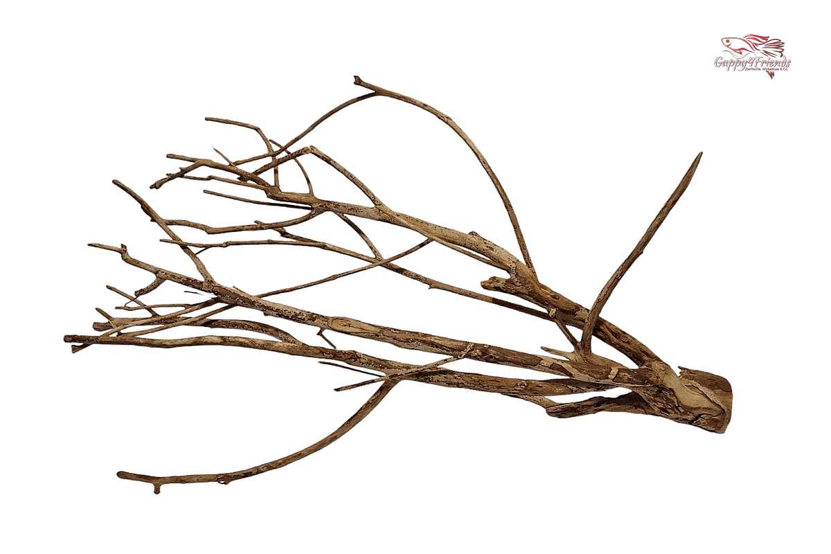 Talawa Wood / Talawaholz / Talawawurzel ca. 69 x 17 x 38cm - Einzelstück!