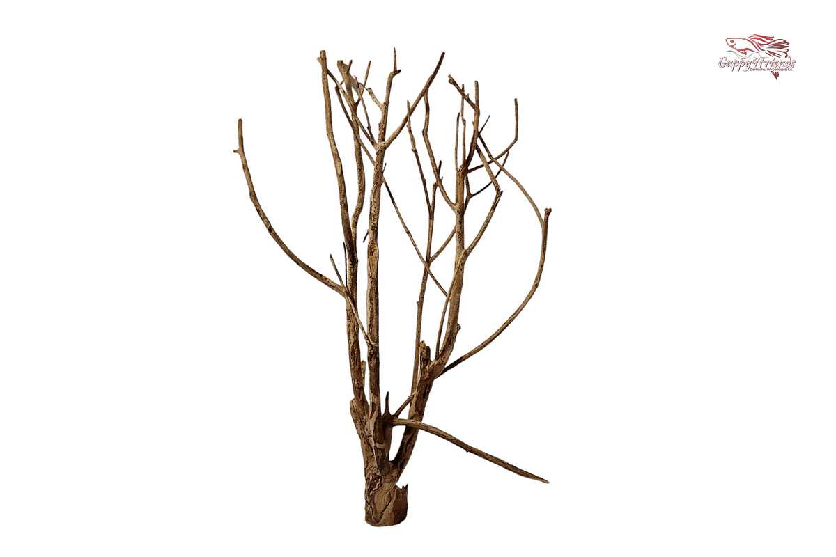 Talawa Wood / Talawaholz / Talawawurzel ca. 69 x 17 x 38cm - Einzelstück!