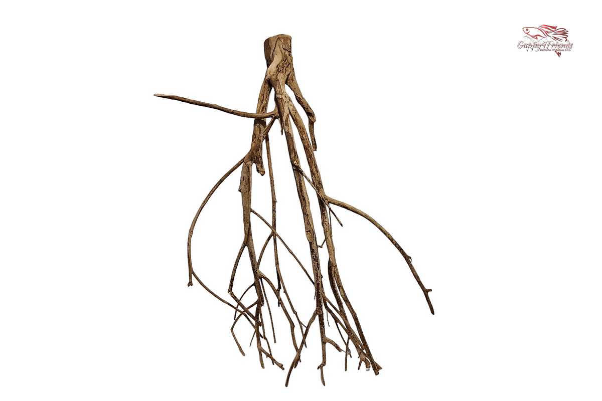 Talawa Wood / Talawaholz / Talawawurzel ca. 69 x 17 x 38cm - Einzelstück!