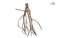 Talawa Wood / Talawaholz / Talawawurzel ca. 69 x 17 x 38cm - Einzelstück!