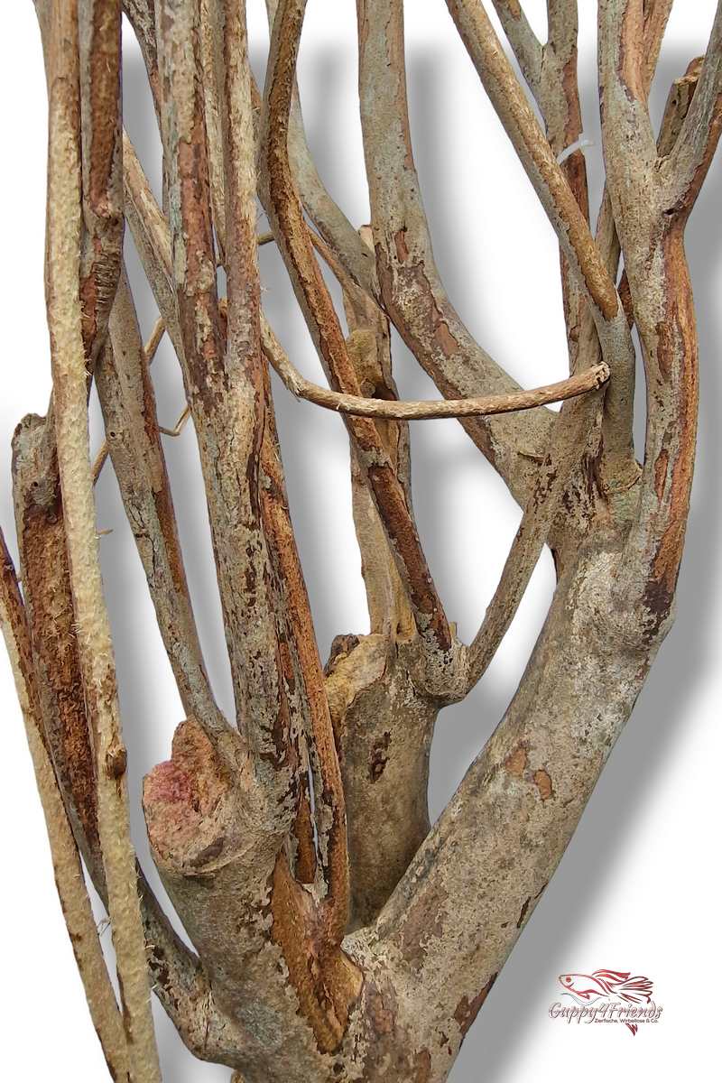 Talawaholz-Talawa-Wood-online-kaufen-direkt-bestellen-Aquariumholz-Aquariumwurzel-Talawa-Wood-aquadeco-Naturdeko-natürliche-Einrichtung- Diskus-Diskusbecken-Diskusaquarium
