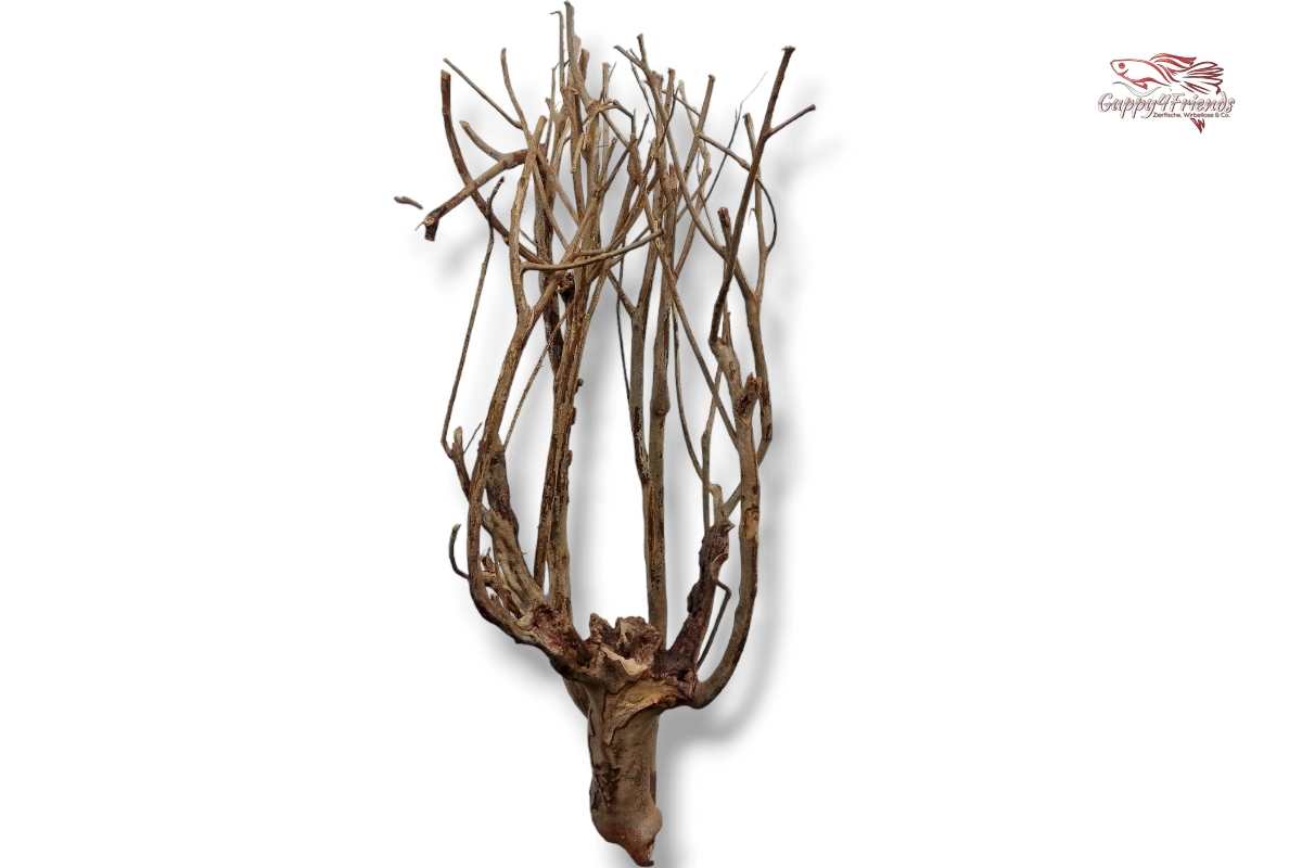 Talawaholz-Talawa-Wood-online-kaufen-direkt-bestellen-Aquariumholz-Aquariumwurzel-Talawa-Wood-aquadeco-Naturdeko-natürliche-Einrichtung- Diskus-Diskusbecken-Diskusaquarium-Biotop-Einrichtung-Skalare-Altum