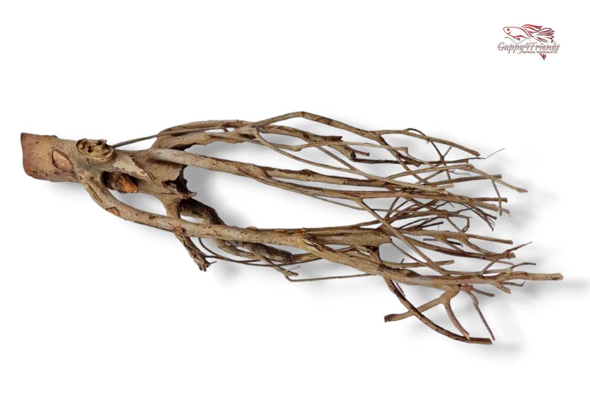 Talawaholz-Talawa-Wood-online-kaufen-direkt-bestellen-Aquariumholz-Aquariumwurzel-Talawa-Wood-aquadeco-Naturdeko-natürliche-Einrichtung- Diskus-Diskusbecken-Diskusaquarium-Biotop-Einrichtung-Skalare-Altum