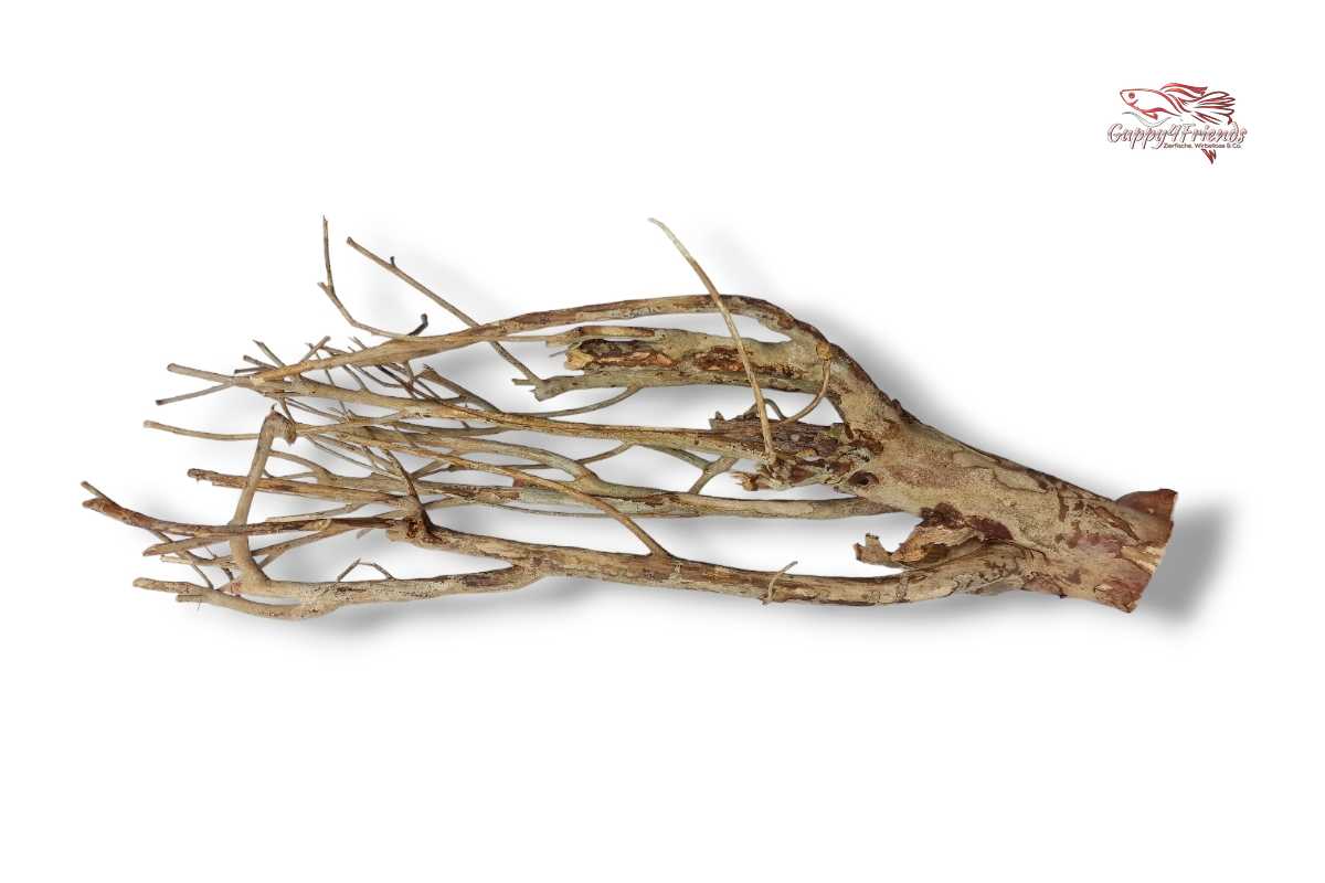 Talawaholz-Talawa-Wood-online-kaufen-direkt-bestellen-Aquariumholz-Aquariumwurzel-Talawa-Wood-aquadeco-Naturdeko-natürliche-Einrichtung- Diskus-Diskusbecken-Diskusaquarium-Biotop-Einrichtung-Skalare-Altum
