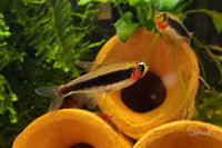 Tucanoichthys tucano / Tucanosalmler - Minifische