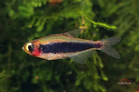 Tucanoichthys tucano / Tucanosalmler - Minifische