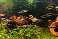 Tucanoichthys tucano / Tucanosalmler - Minifische