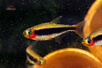 Tucanoichthys tucano / Tucanosalmler - Minifische