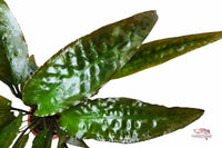 Cryptocoryne Usteriana – Riesen-Wasserkelch / Topf - Guppy4Friends