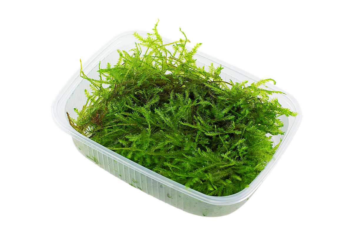 Vesicularia-montagnei-christmas-moos-christmas-moss-weihnachtsbaum-moos-tropica-aquariumplants-polsterbildendes-moss-dicht-wachsendes-moos