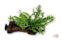 Microsorum-pteropus-Windelov-auf-Wurzel-mit-Saugnapf-Tropica-Aquariumplants-Aquadecor-Javafarn-auf-Wurzel-Aquariumdeko-lebende-Pflanzen-Unterwasserpflanze-Farn-für-Aquarium