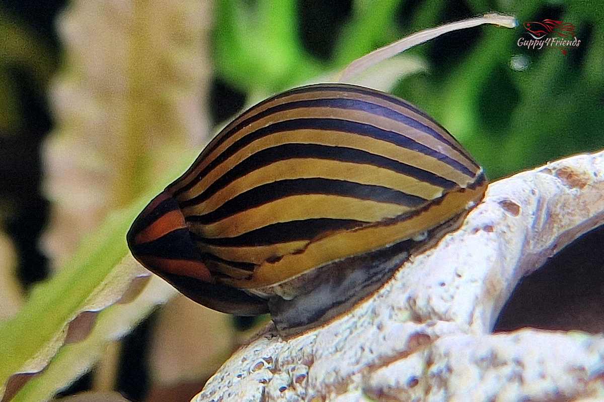 Zebra-Rennschnecke-Neritina-Turrita-Wirbellose-Algenfresser-Aquarium-water-snail-zebrarennschnecke