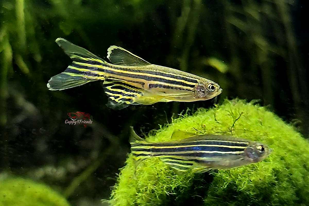 Zebrabärbling Schleier / Brachydanio rerio - Schwarmfische