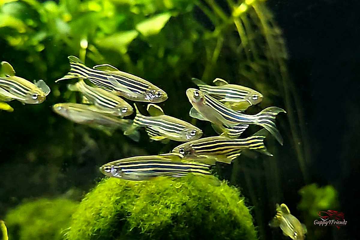 Zebrabärbling Schleier / Brachydanio rerio - Schwarmfische