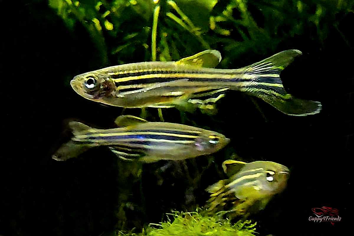 Zebrabärbling Schleier / Brachydanio rerio - Schwarmfische