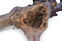 Corbo-Stump / Aquariumwurzel 42 x 28 x 36cm - Unikat