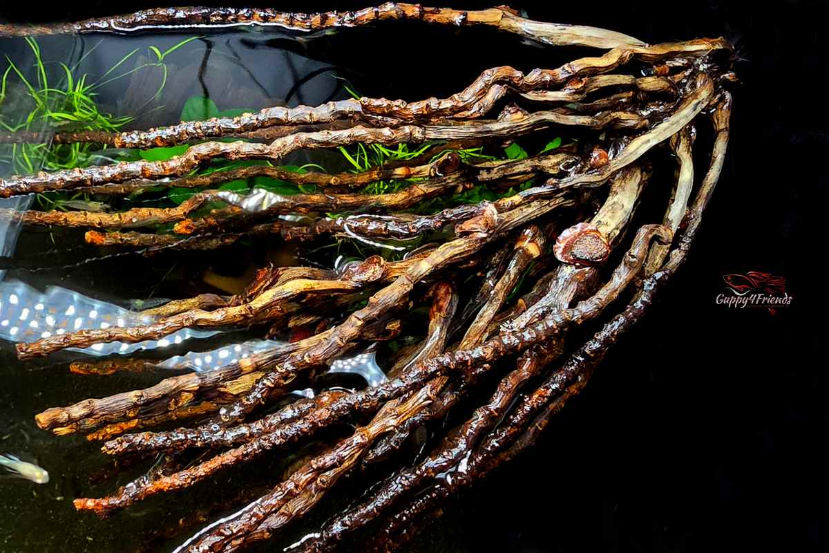 Kokosrispe M *Neuheit* / Naturdeko / Jede Rispe ein Unikat