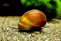 Blue Berry Snail / Blaubeer Schnecke Notopala sp. / Viviparus sp.