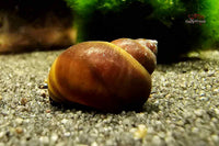 Blue Berry Snail / Blaubeer Schnecke Notopala sp. / Viviparus sp.