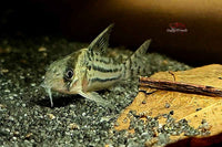 Corydoras-Schwartz-Schwartzii-Bänderpanzerwels-Schwartz´-Panzerwels-Corydoras-Bodenfische-Bodenbewohner-gründeln-Nahrung-suchen-Aquariumfisch