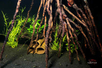 Kokosrispe M *Neuheit* / Naturdeko / Jede Rispe ein Unikat