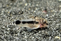 Corydoras-hoplisoma-habrosus-zwergpanzerwels-schachbrett-zwergpanzerwels-marmorierter-panzerwels-welche-panzerwelse-passen-in-mein-aquarium