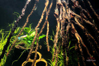 Kokosrispe M *Neuheit* / Naturdeko / Jede Rispe ein Unikat