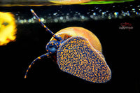Blue-Berry-Snail-Blueberry-Snails-blaubeer-schnecke-aquarium-algenfresser-algenvernichter