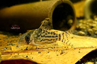 Corydoras-Schwartz-Schwartzii-Bänderpanzerwels-Schwartz´-Panzerwels-Corydoras-Bodenfische-Bodenbewohner-gründeln-Nahrung-suchen-Aquariumfisch