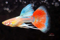 Hochzucht-Guppy-red-topaz-ribbon-albino-guppy4friends-Guppy-red-sky-ribbon-albino