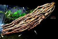 Kokosrispe M *Neuheit* / Naturdeko / Jede Rispe ein Unikat