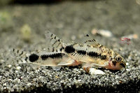 Corydoras-Habrosus-kaufen-Zwergpanzerwels-schwarz-weiß-Fische-online-bestellen-fische-liefern-lassen-Guppy4friends