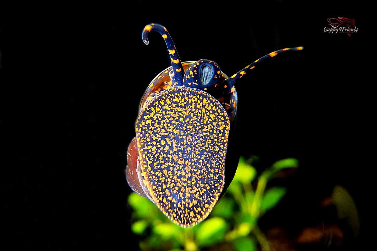 Blue Berry Snail / Blaubeer Schnecke Notopala sp. / Viviparus sp.