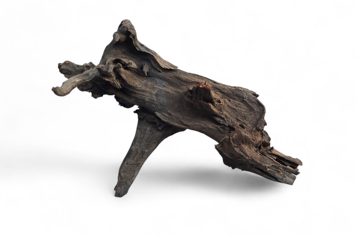 (Kopie) Corbo-Stump / Aquariumwurzel 50 x 28 x 30cm - Unikat