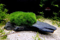 Slate Rocks - Mooskugel auf Schieferstein ca 10x8x5cm