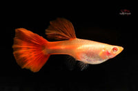 Albino-Full-Red-Guppy-Hochzuchtguppy-Guppy-Contest-Guppy-Weichen-Female-Guppies-züchten-Guppyzucht-Deutsche-Guppys-Nachzuchten