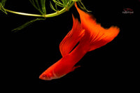 Poecilia-reticulata-Albino-Full-Red-Delta-Tail-High-Dorsal-Guppy4friends-Guppys-züchten-Guppyzucht-breeding-guppys