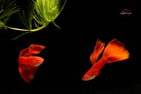 Albino-Full-Red-Hochzuchtguppy-Hochzuchtguppys-Guppyfarm-Guppy4friends-Guppy-vollrot